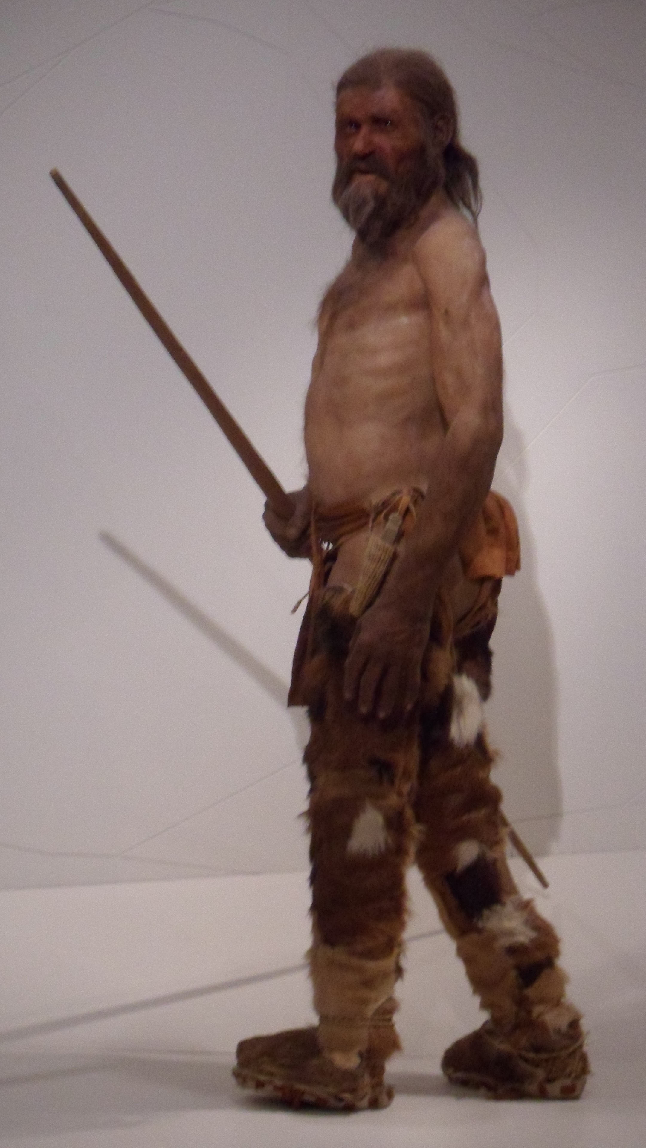A reconstruction of Ötzi, from the Südtiroler Archäologiemuseum, Bolzen.