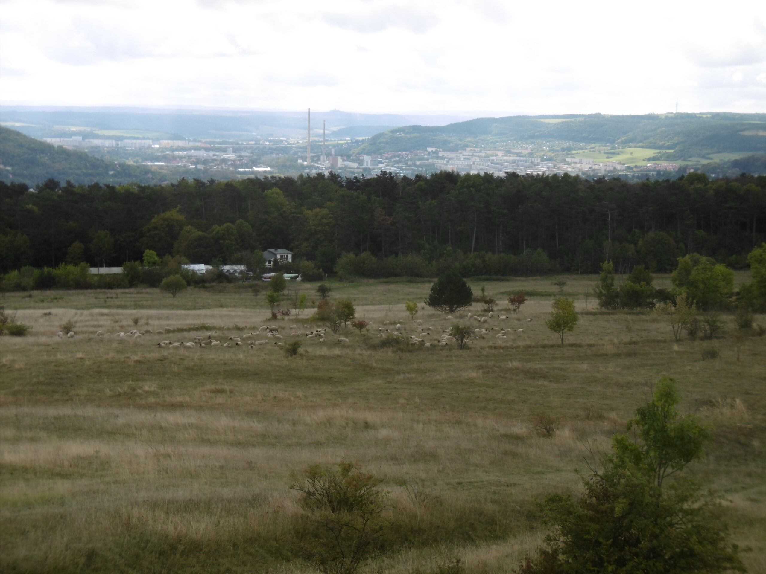 a field looking towards a flock of sheep, a second-growth deciduous forest, and a small town in a valley