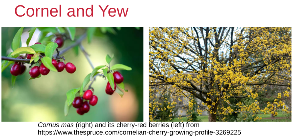 a slide showing bright red cornel berries and branches of a cornel tree with yellow leaves