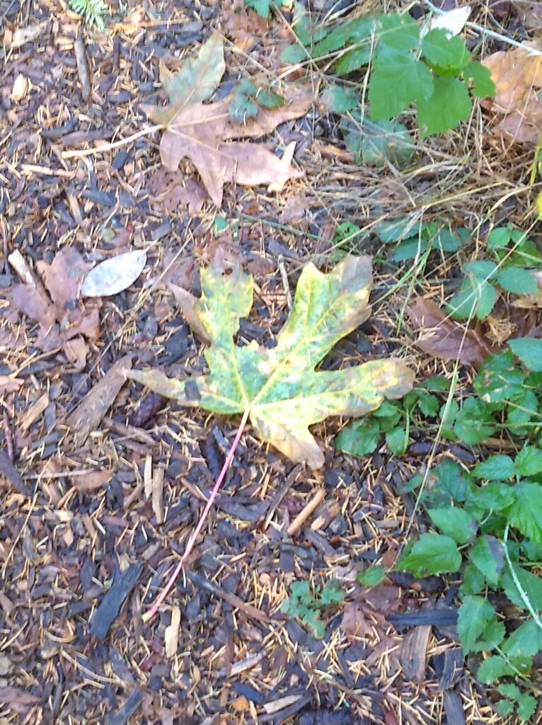 a green and yellow maple leaf fallen on wet woodchips
