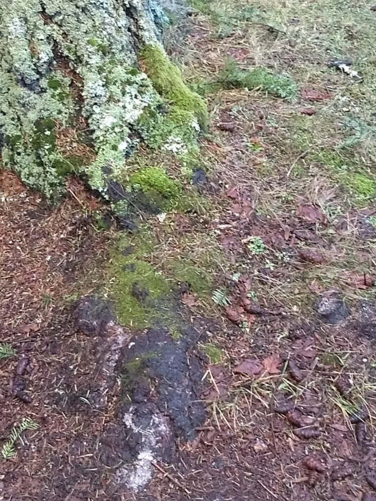 the craggy base of a tree covered with lichen and moss.  Conifer needles are scattered around the wet ground.